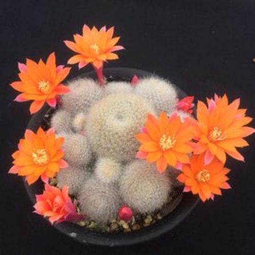サボテンの花を咲かせるコツ つぼみがしぼむ原因とは 花が咲く11品種はこれ Greensnap グリーンスナップ
